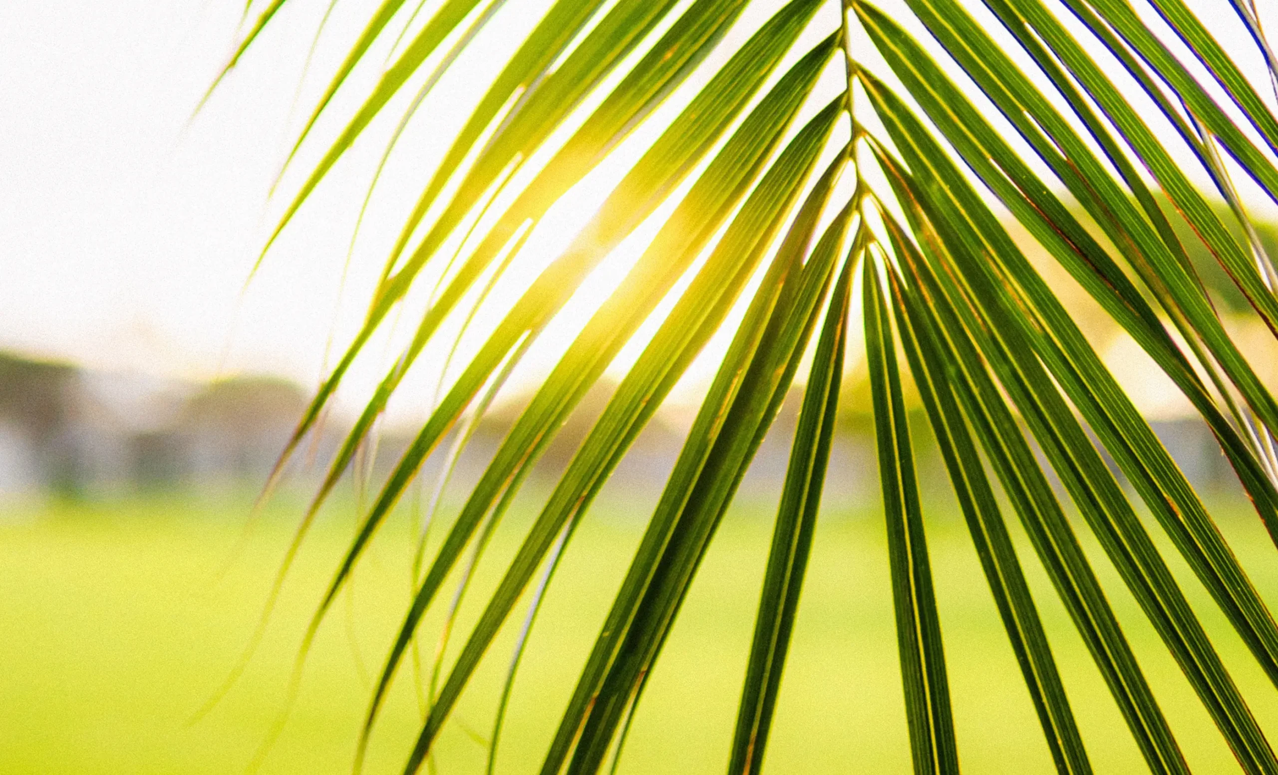 Close-up of a palm frond at sunset with the Seagate Delray Golf Course fairway in the background
