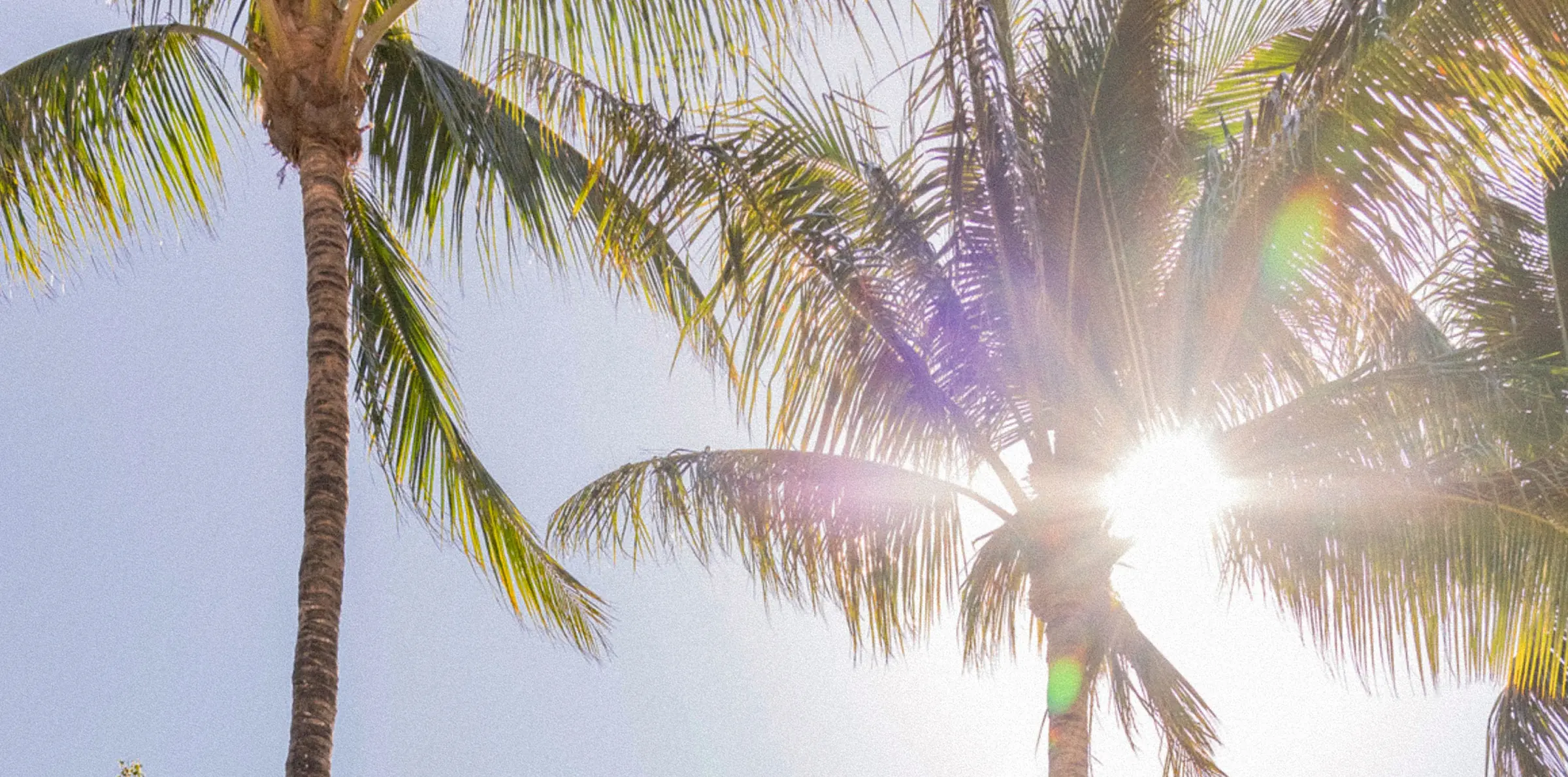 Sunlit palm trees beside the Seagate Hotel pool with private member cabanas in Delray Beach