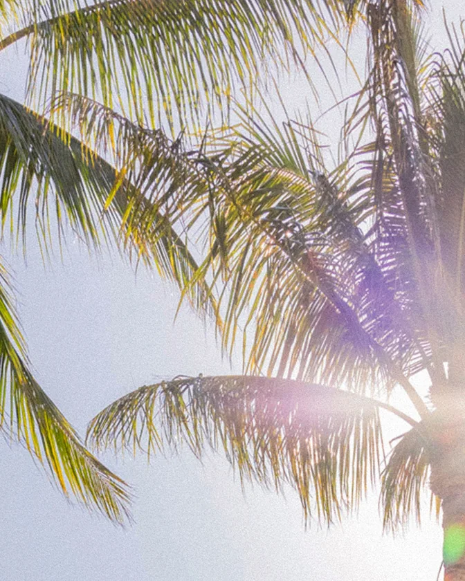 Sunlit palm trees beside the Seagate Hotel pool with private member cabanas in Delray Beach